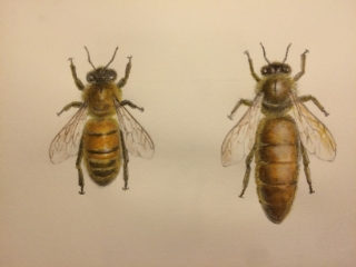 図鑑用蜂イラスト